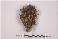 藏品(袋梅衣屬)的圖片